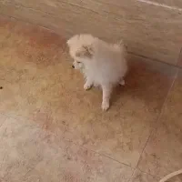 سگ عروسکی نژاد پامرانین|سگ|زاهدان, |دیوار