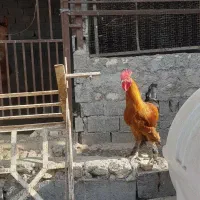 خروس دیلگونی|حیوانات مزرعه|بهبهان, |دیوار
