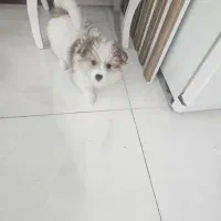 سگ واگذاری|سگ|اسلام‌شهر, شهرک واوان|دیوار