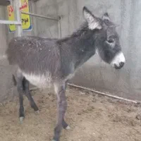 فروش کره خر( الاغ )|حیوانات مزرعه|زید آباد, |دیوار