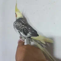 عروس هلندی ماده فول رام دست اموز