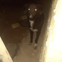 دورگه
