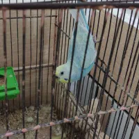 مرغ عشق رنگین کمانی