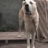 واگذاری سگ الابای