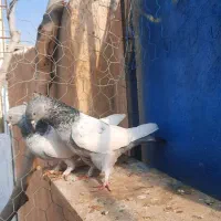 ماده سینه سبز آبی