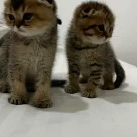 بچه گربه|گربه|همدان, |دیوار