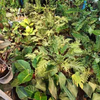 گل پتوس و فیکوس و فیلودندرون و دیفن و هویا و....