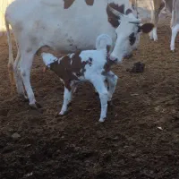 گاو|حیوانات مزرعه|فراغی, |دیوار