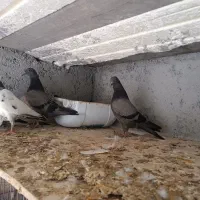 سبز پاکستانی تیدی