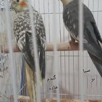 عروس هلندیا باقفس بزرگ و زیبا