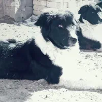 توله‌نر‌