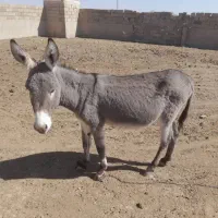 یک الاغ نر جوان|حیوانات مزرعه|شهرضا, |دیوار