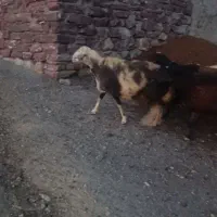 گوسفند داشتی