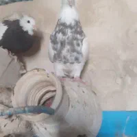 کفتر کرمانشاهی|پرنده|جهرم, |دیوار