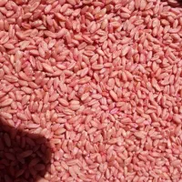 بذر گندم دیم ریژاو