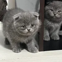 اسکاتیش بلو و اسکاتیش بلک
