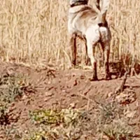 سگ سرابی|سگ|قیدار, |دیوار