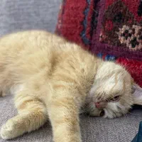 گربه بریتیش پرشین|گربه|قم, انسجام|دیوار