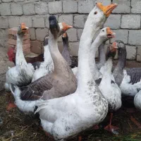 قوقاز های اصیل نژادارچاق