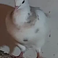 کبونر طوقی