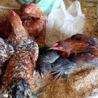 4 تا خروس لاری جوان 2تا سفید دورگه|حیوانات مزرعه|رامیان, |دیوار