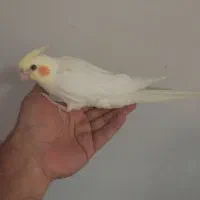 جفت مولد|پرنده|آفتاب, |دیوار