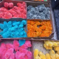 جوجه رنگی محلی اردک ابولی خواه