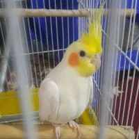 عروس هلندی