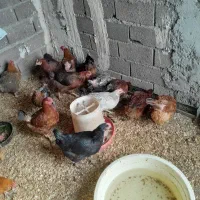 مرغ گلپایگان