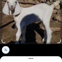 شنک سفید گردن وسر قرمز شش ماهه گم شده