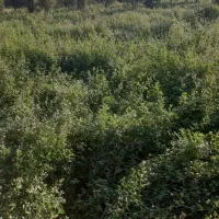 ۱۵۰ پرس یونجه سایز بزرگ