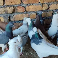 پرنده فروشی|پرنده|باغ بهادران, |دیوار