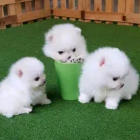 توله پومر خرسی پامر سفید اصیل|سگ|تهران, وردآورد|دیوار