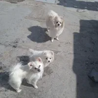 سگ پاکوتاه