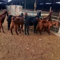 8راس بز جوان دورگ|حیوانات مزرعه|گنبد کاووس, |دیوار