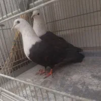 کبوتر کله سفید