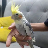 عروس هلندی ابلغ