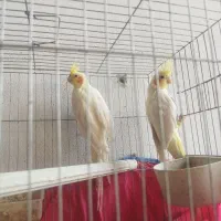 طوطی عروس لوتینو مولد دونه 850|پرنده|ارطه, |دیوار