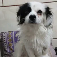 واگذاری توله فروش