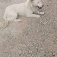 یگ عدد سگ شمالو فروشی