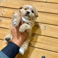 توله چشم دکمه ای فقط 2900|سگ|تهران, صادقیه|دیوار