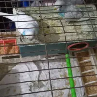 مرغ عشق|پرنده|رشت, آب و برق|دیوار