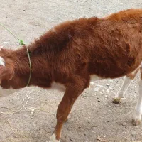 گوساله ماده سیمینتال