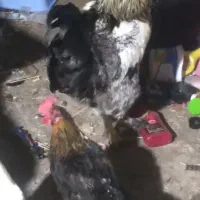 خروس نژادار