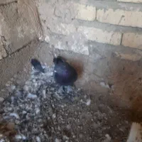 کفترنقش وصداکن|پرنده|خمینی‌شهر, |دیوار