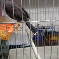 مینا|پرنده|اردبیل, |دیوار