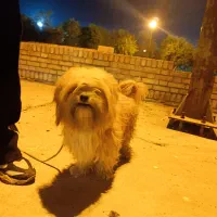 واگذاری شیتزو