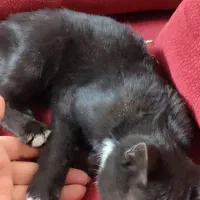 بچه گربه ماده|حیوانات|اصفهان, وحید|دیوار