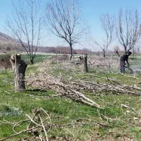 خرید و برش انواع درخت