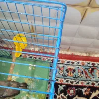 فنج